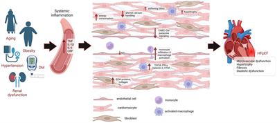 Non-coding RNAs in the pathophysiology of heart failure with preserved ejection fraction